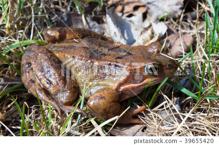 Common frog in the wild on the dry leaves in grass Common frog in the wild on the dry leaves in grass 39655420