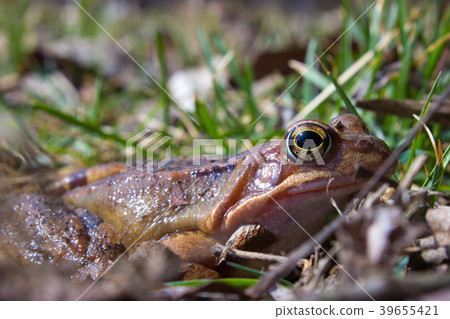 Common frog in the wild on the dry leaves in grass Common frog in the wild on the dry leaves in grass 39655421