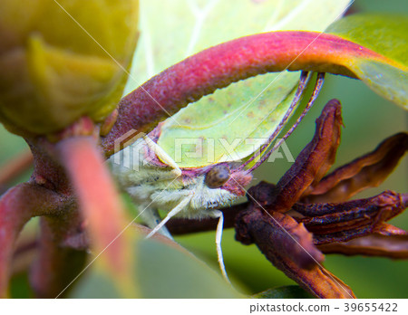 Macro detail head of butterfly - common brimstone Macro detail head of butterfly - common brimstone 39655422