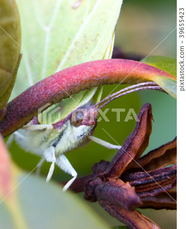 Macro detail head of butterfly - common brimstone 39655423