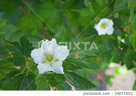 White scarlet strawberry flower White scarlet strawberry flower 39655801