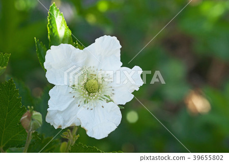 White scarlet strawberry flower White scarlet strawberry flower 39655802