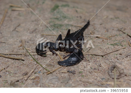 Scorpion on the ground in the forest. 39655958