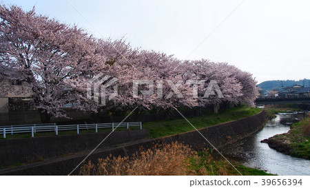 Cherry blossoms along the Tenno River 39656394