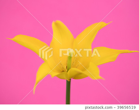 鬱金香花 鬱金香花 39656519