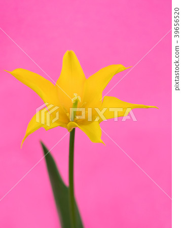 鬱金香花 鬱金香花 39656520