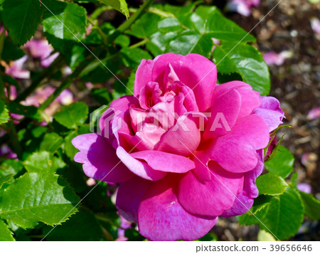 Rokko Country House Rose Walk 39656646