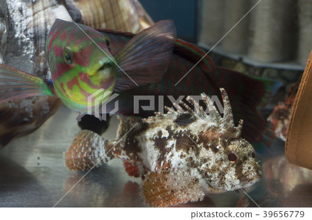 Haokoze and Nishikibera 39656779