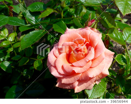 六甲鄉間別墅玫瑰步道 39656944