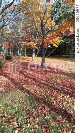 札幌和Makomanai公園秋葉 39656977