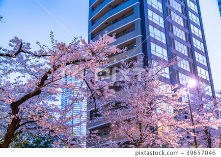 《東京都》夜櫻和公寓 《東京都》夜櫻和公寓 39657046