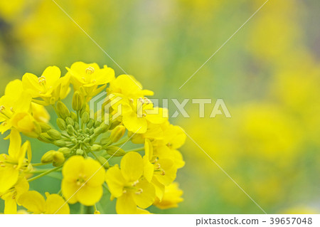 黃色的花 39657048