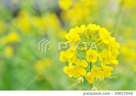 黃色的花 黃色的花 39657049