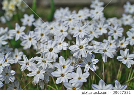 白色Hananyla花 白色Hananyla花 39657821