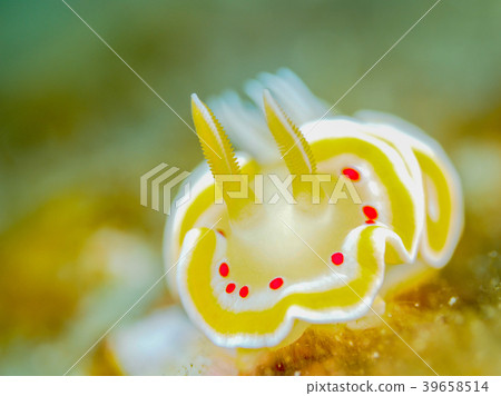 Akaten Iroyushi Akaten Iroyushi 39658514