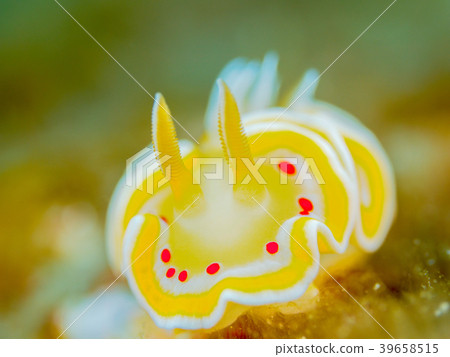 Akaten Iroyushi 39658515