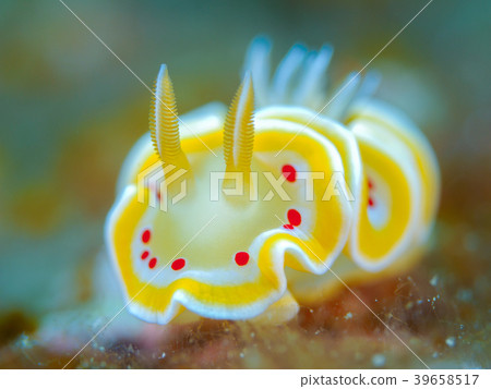 Akaten Iroyushi 39658517