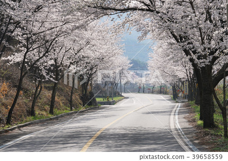 Cherry blossoms, road cherry blossoms, Sumidagawa cherry blossoms Cherry blossoms, road cherry blossoms, Sumidagawa cherry blossoms 39658559