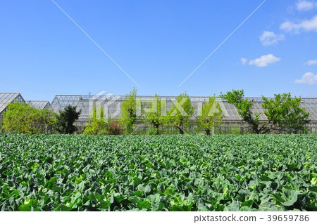 高麗菜田和藍天 39659786