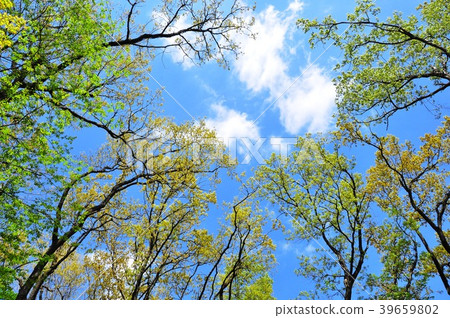 Fresh green trees and blue sky 39659802