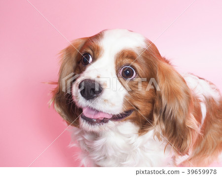Laughing cavalier Laughing cavalier 39659978
