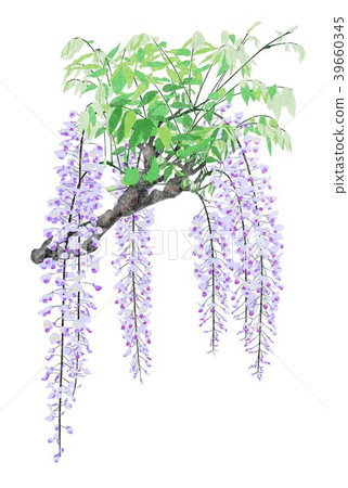  Wisteria flowers 39660345