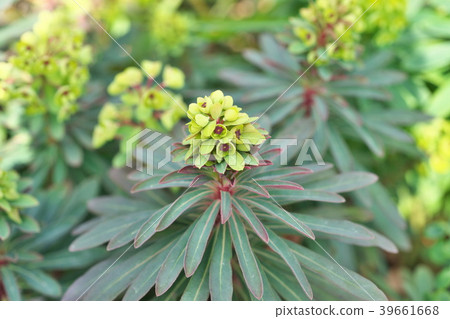 Euphorbia Martigny 39661668