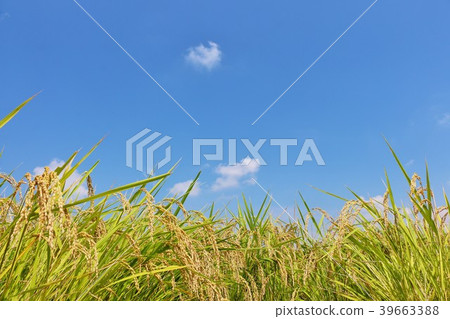 Autumn sunny blue sky New crop of good harvest 39663388