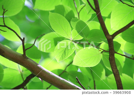 Camellia leaves Camellia leaves 39663908