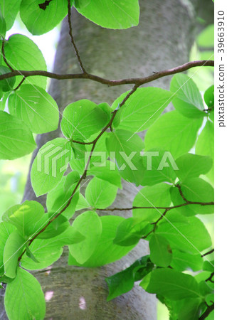 Camellia leaves 39663910