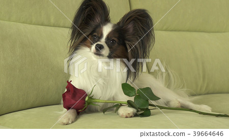 Dog Papillon with red rose in love on valentines 39664646