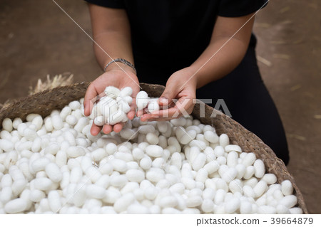 woman hand holding white silk cocoon 39664879