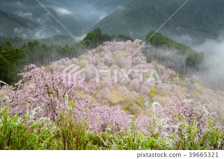Takami no Sato（天空中的花園） 39665321