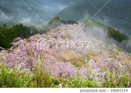 Takami no Sato (garden in the sky) 39665324