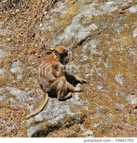 Brown rhesus monkey seen in Lama Hotel. Brown rhesus monkey seen in Lama Hotel. 39665705