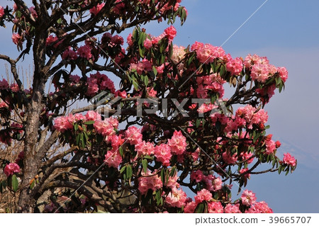 Spring scene in the Langtang National Park, Nepal. 39665707