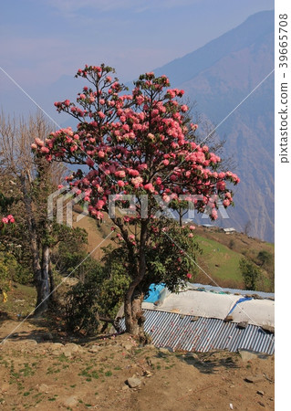 Blooming pink Rhododendron. Blooming pink Rhododendron. 39665708