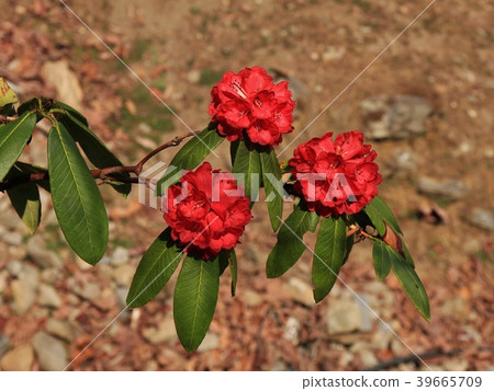 Blooms of a red rhododendron. Blooms of a red rhododendron. 39665709