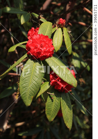 National Flower of Nepal, red rhododendron. National Flower of Nepal, red rhododendron. 39665711