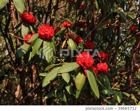Red rhododendron flowers seen in Nepal. Red rhododendron flowers seen in Nepal. 39665712