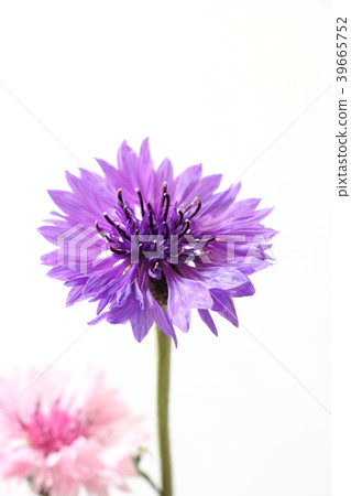 Yakkermuthau 39665752