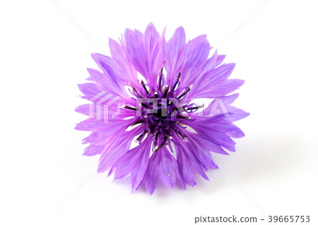 Yakkermuthau 39665753