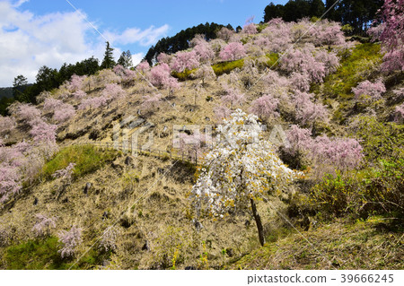 Takami no Sato(天空中的花園) Takami no Sato(天空中的花園) 39666245