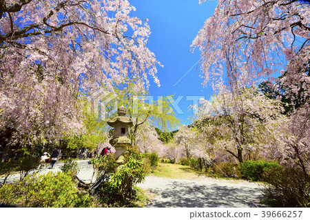 Takami no Sato (garden in the sky) 39666257