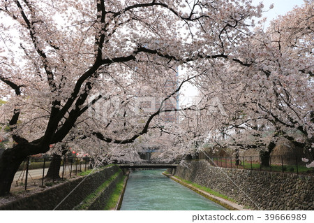 Maebashi公園的櫻花盛開 Maebashi公園的櫻花盛開 39666989