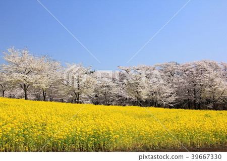 Akagi South side Senbon Sakura (Maebashi City, Gunma Prefecture) Akagi South side Senbon Sakura (Maebashi City, Gunma Prefecture) 39667330