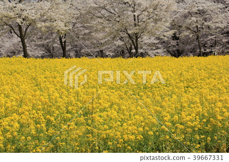 Akagi South side Senbon Sakura (Maebashi City, Gunma Prefecture) 39667331