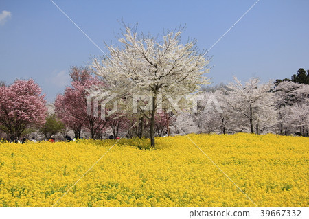 赤城南側Senbon Sakura（群馬縣前橋市） 39667332