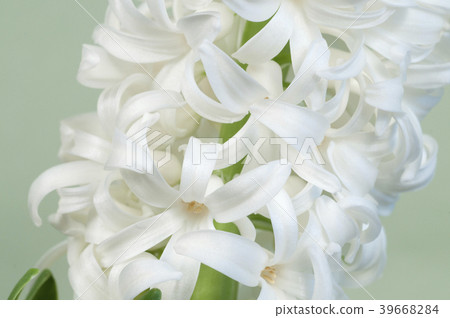Hyacinth flowers Hyacinth flowers 39668284