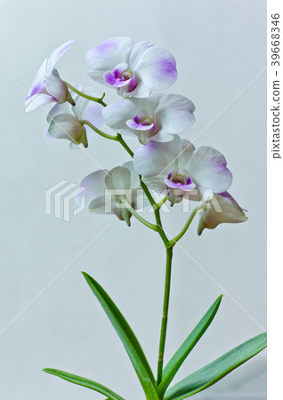 Bunch of white orchid 39668346
